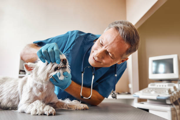 Best Mobile Emergency Dentist in Greensboro, GA